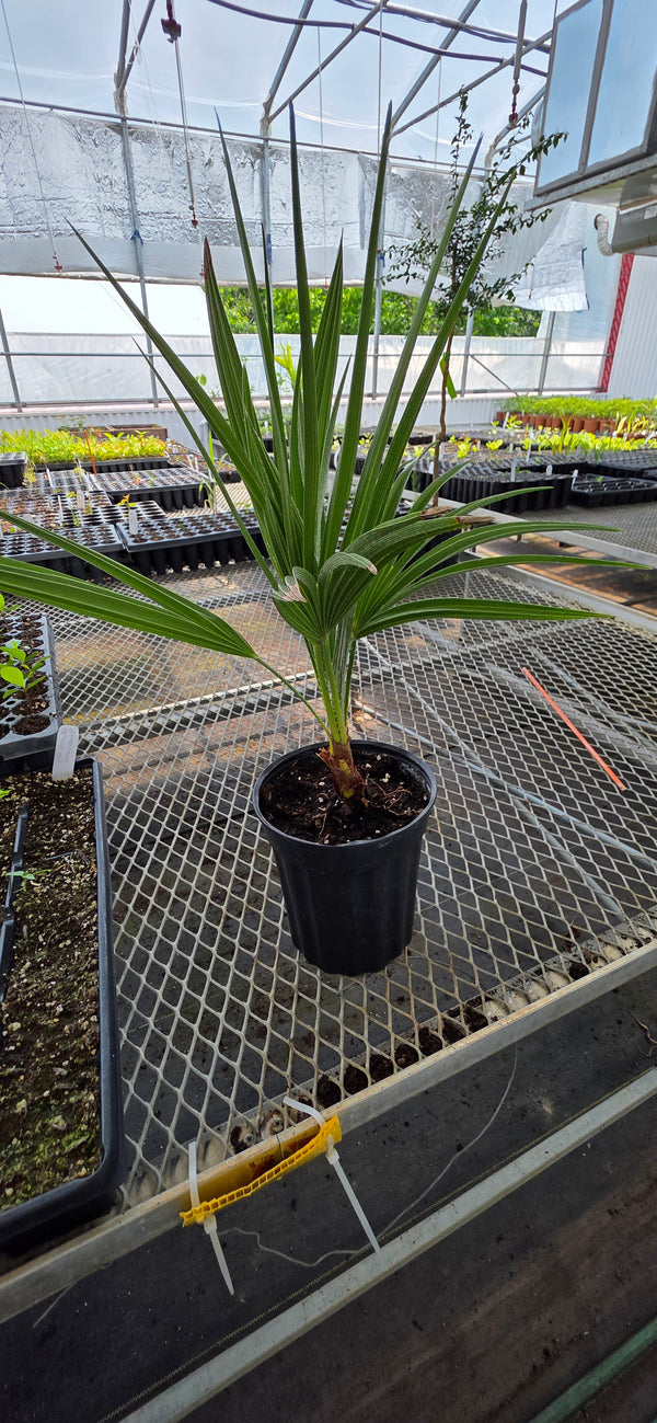 Mystery Palm / unnamed palm trees