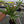 Mystery Palm / unnamed palm trees