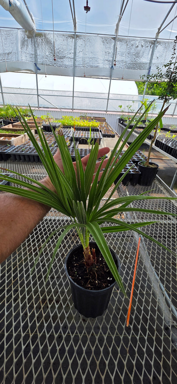 Mystery Palm / unnamed palm trees