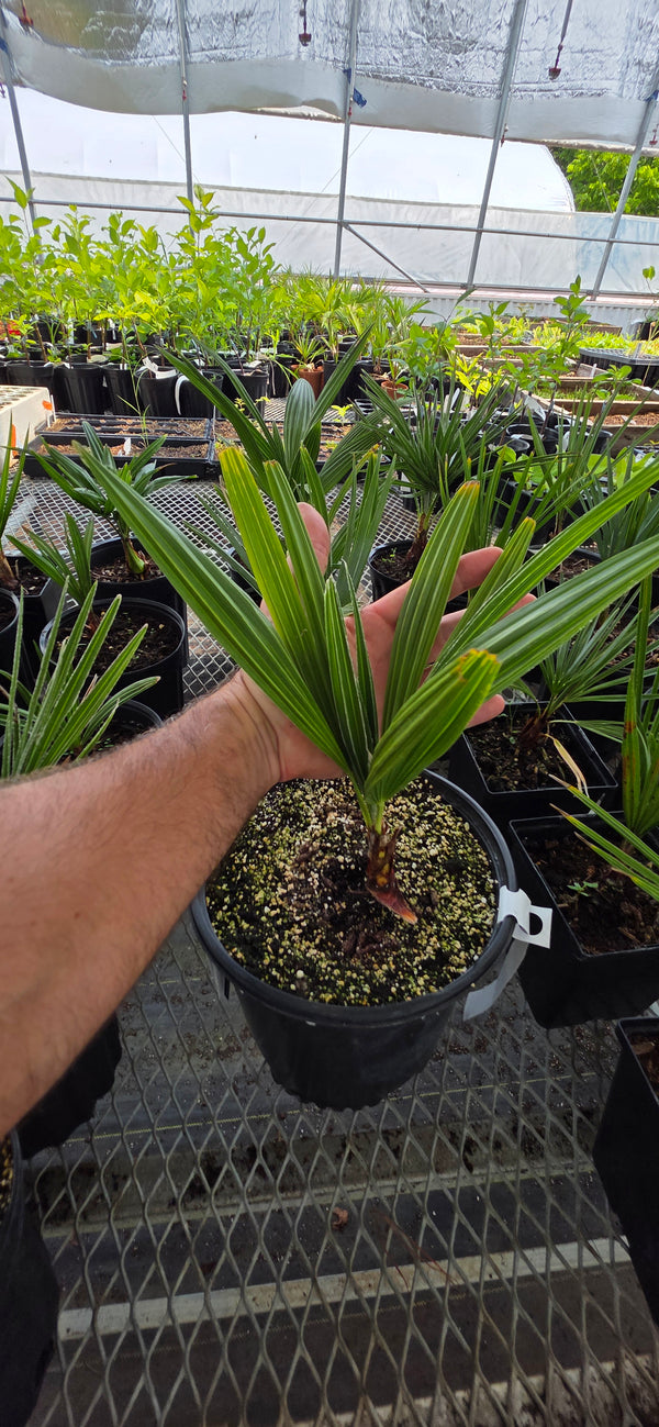 Mystery Palm / unnamed palm trees