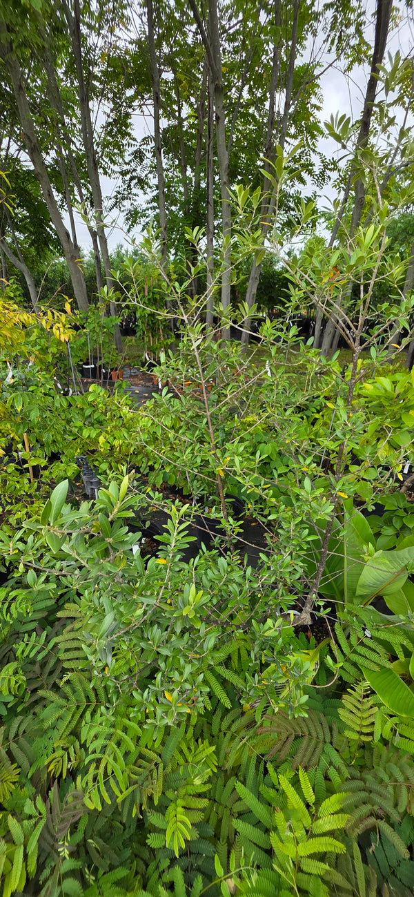 Olive tree (Olea europaea)