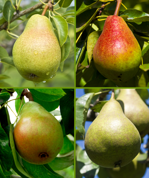 Pear trees