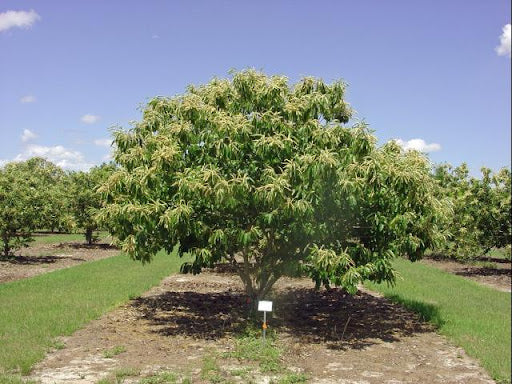 Hybrid chestnut 'Amy Michigan'