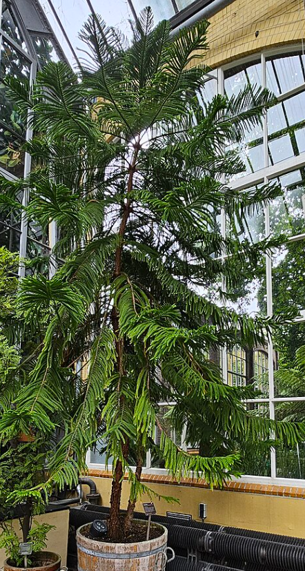 Pin de Norfolk - Araucaria heterophylla