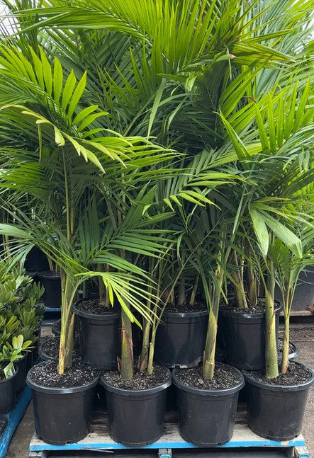 Archontophoenix cunninghamiana – Cunningham's Royal Palm / Bangalow Palm