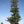 Pin de Norfolk - Araucaria heterophylla