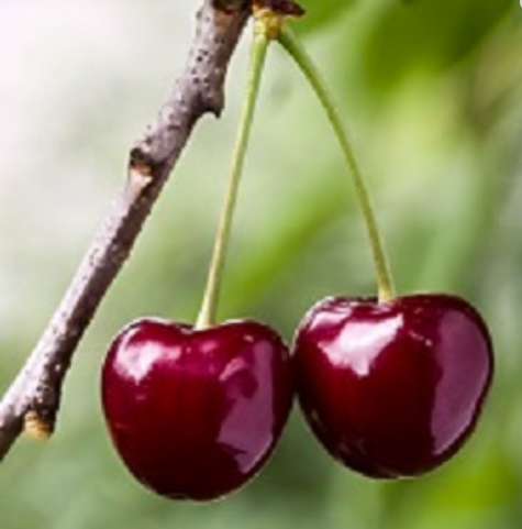 Sweet Cherry BENTON® Semi-Dwarf (Krymsk 5)