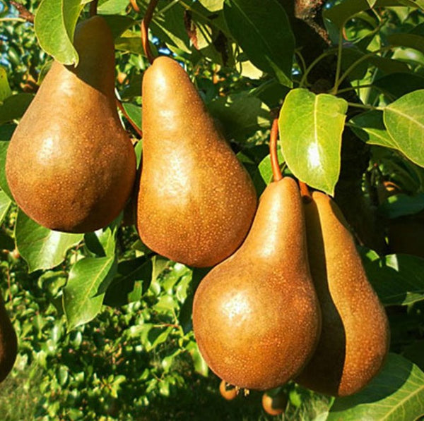 BOSC pear tree