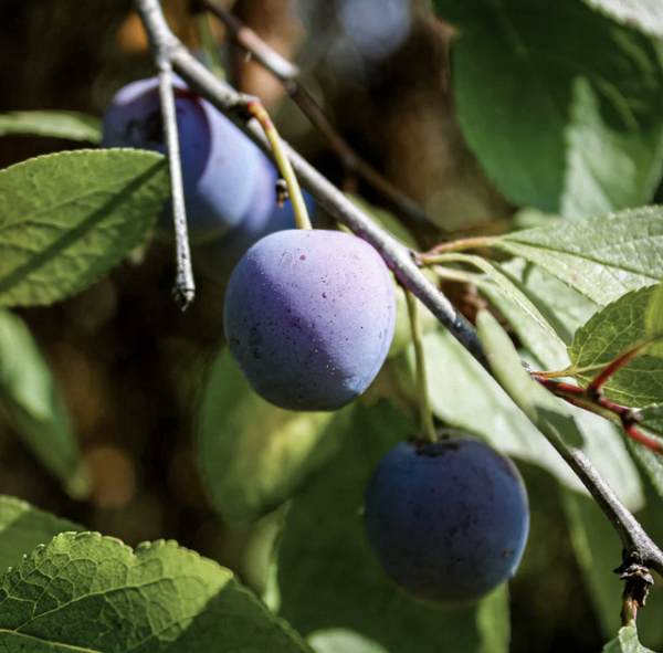 European plum Brooks on Dwarf rootstock