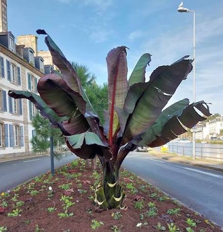 Abyssinian / Ethiopian banana (Ensete ventricosum)