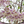 Paulownia MYSTÈRE