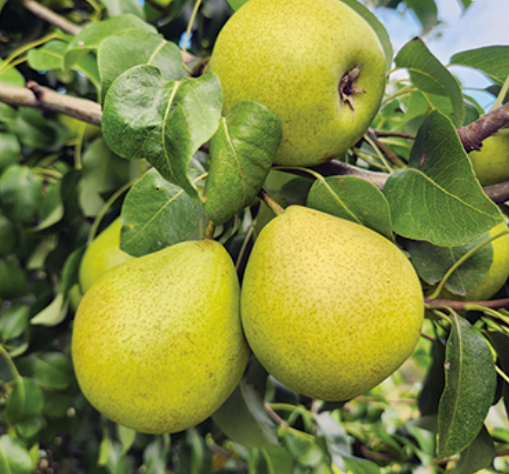 European Pear COMPTESSE CLARA FRIJS Semi-Dwarf (OHxF87)