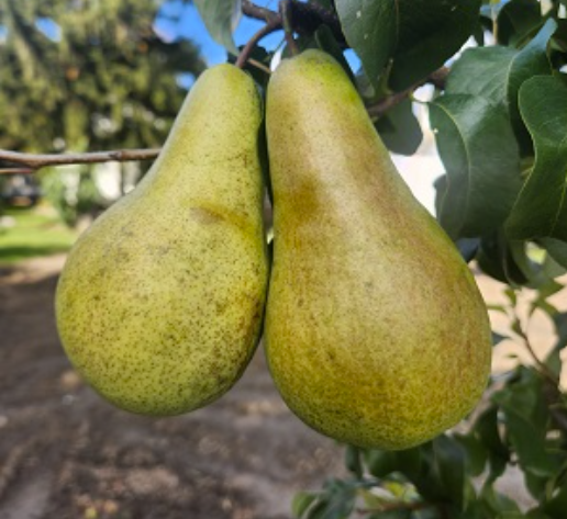 European Pear : CONCORDE® Semi-Dwarf (OHxF87)