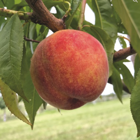 Yard Ripper Peach Peach trees and Nectarines – Nutcracker Nursery & Tree Farm
