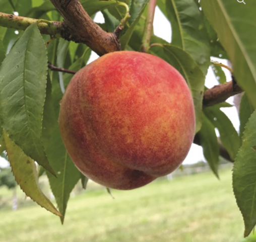 Peach trees and Nectarines