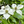 Chinese dogwood (Cornus kousa var. chinensis)