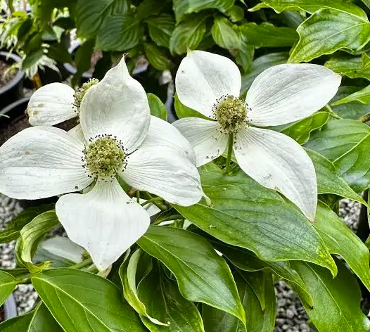 Chinese dogwood (Cornus kousa var. chinensis)