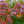 Chinese dogwood (Cornus kousa var. chinensis)