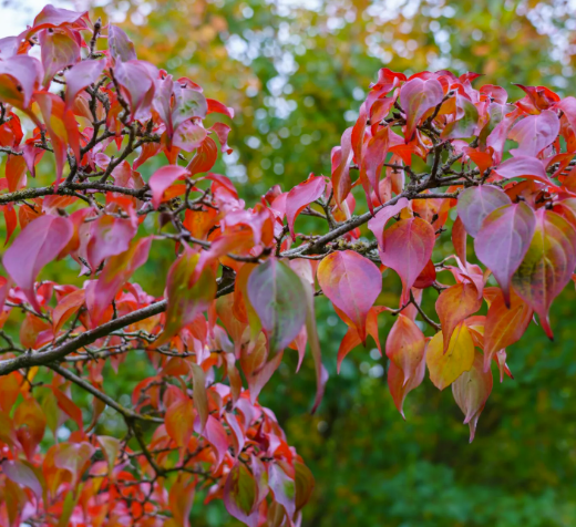 Chinese dogwood (Cornus kousa var. chinensis)