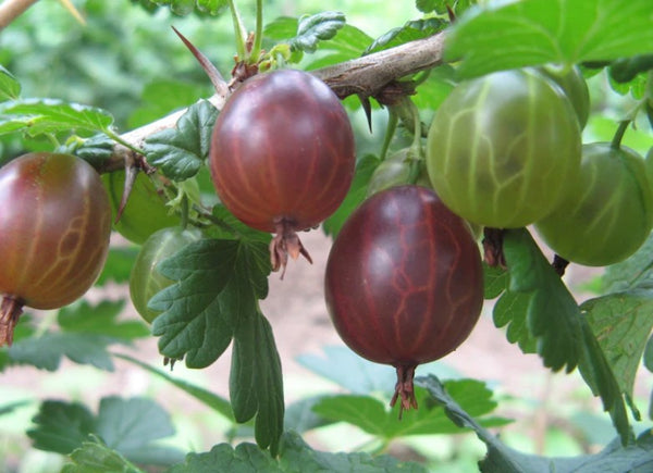 GOOSEBERRY 'Captivator'