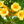 Campsis flava — Yellow trumpet vine