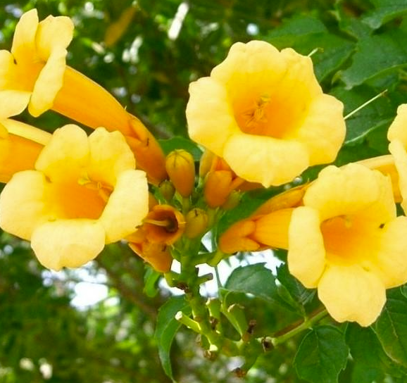 Campsis flava — Yellow trumpet vine