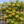 Campsis flava — Yellow trumpet vine