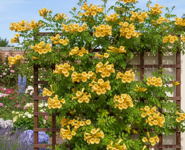 Campsis flava — Yellow trumpet vine