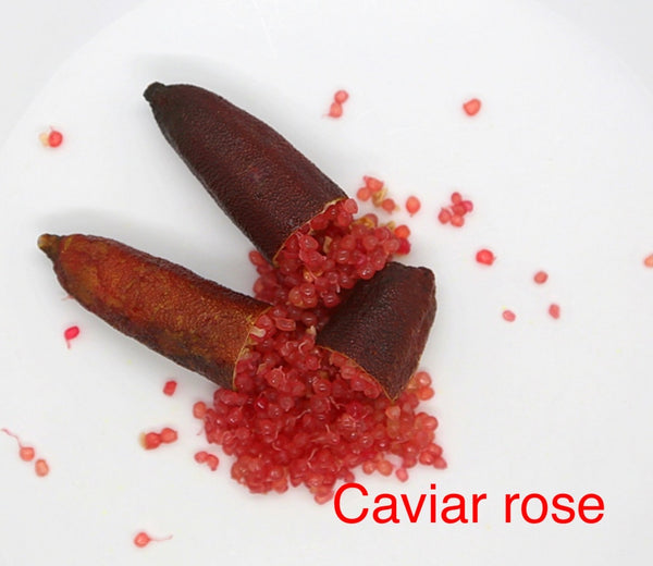 Finger lime 'Caviar Rose'