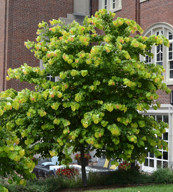 Cercis canadensis 'Hearts of Gold'