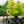 Cercis canadensis 'Hearts of Gold'