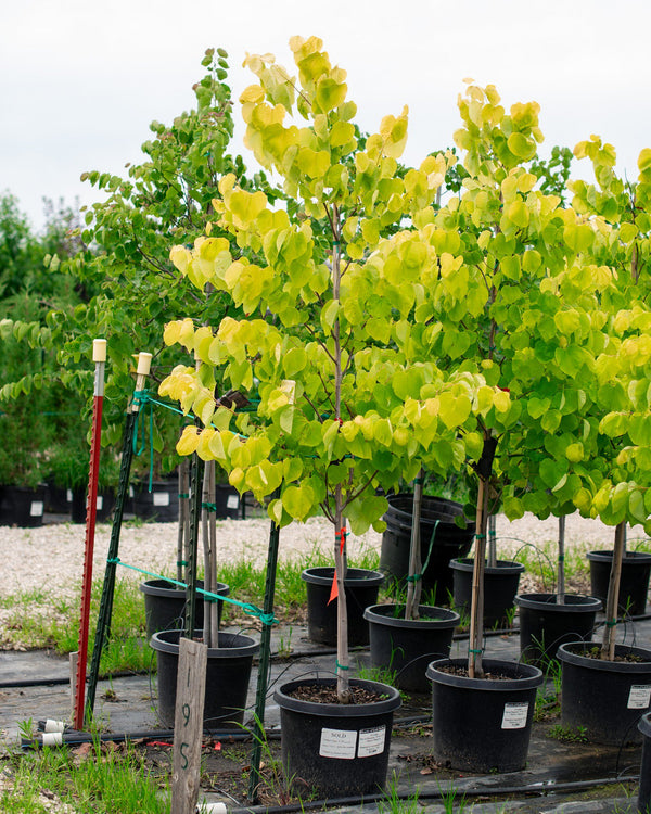 Cercis canadensis 'Hearts of Gold'