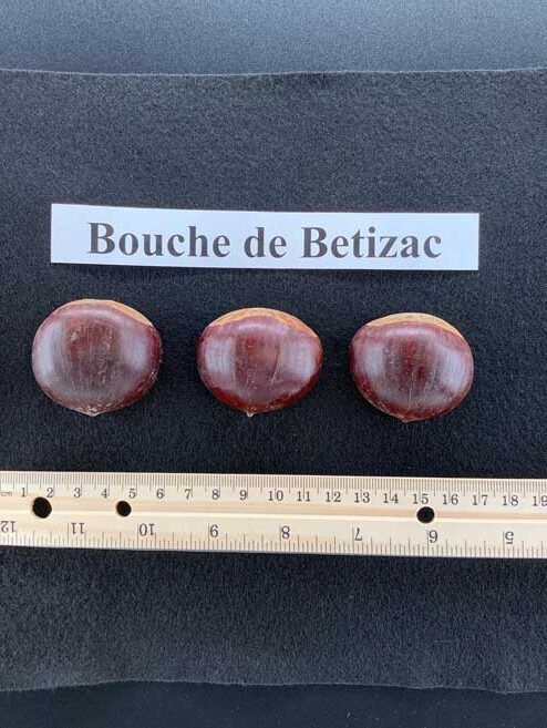 Chestnut 'Bouche de Bétizac'