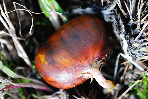 Hybrid chestnut 'Labor day'