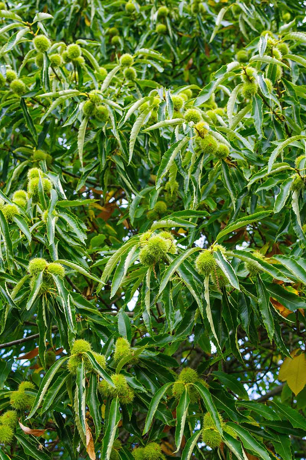 Hybrid chestnut 'Labor day'