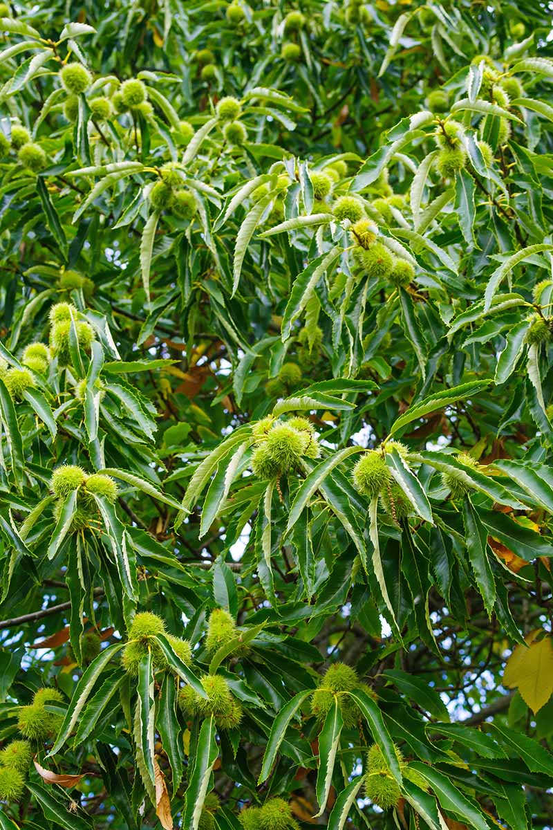 Hybrid chestnut 'Labor day' – Nutcracker Nursery & Tree Farm