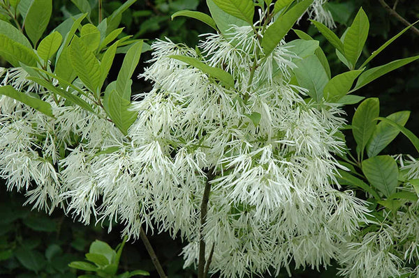 Fringetree Chionanthus virginicus