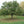 Colossal Chestnut Seedling (Castanea Crenata X Sativa)