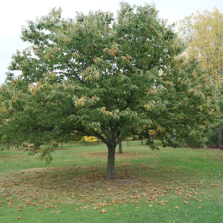 Chestnut trees – Nutcracker Nursery & Tree Farm