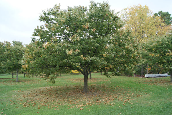 Colossal Chestnut Seedling (Castanea Crenata X Sativa)