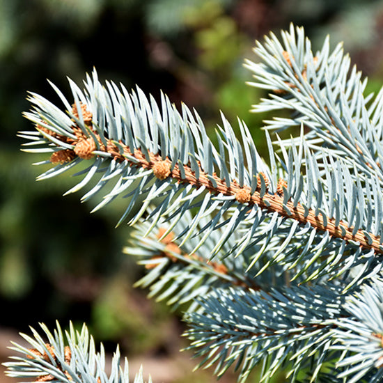 Colorado blue spruce, (Crystal Blue)  Picea pungens Glauca 