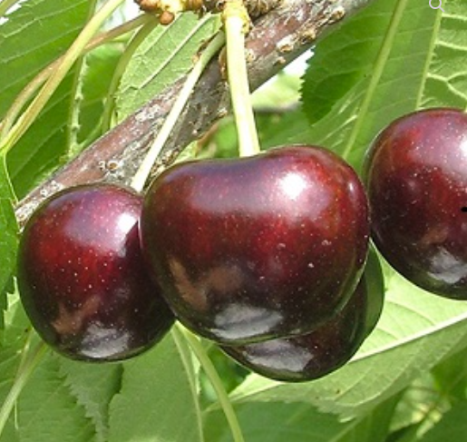 Sweet Cherry : BLACK PEARL® on (KRYMSK 5)