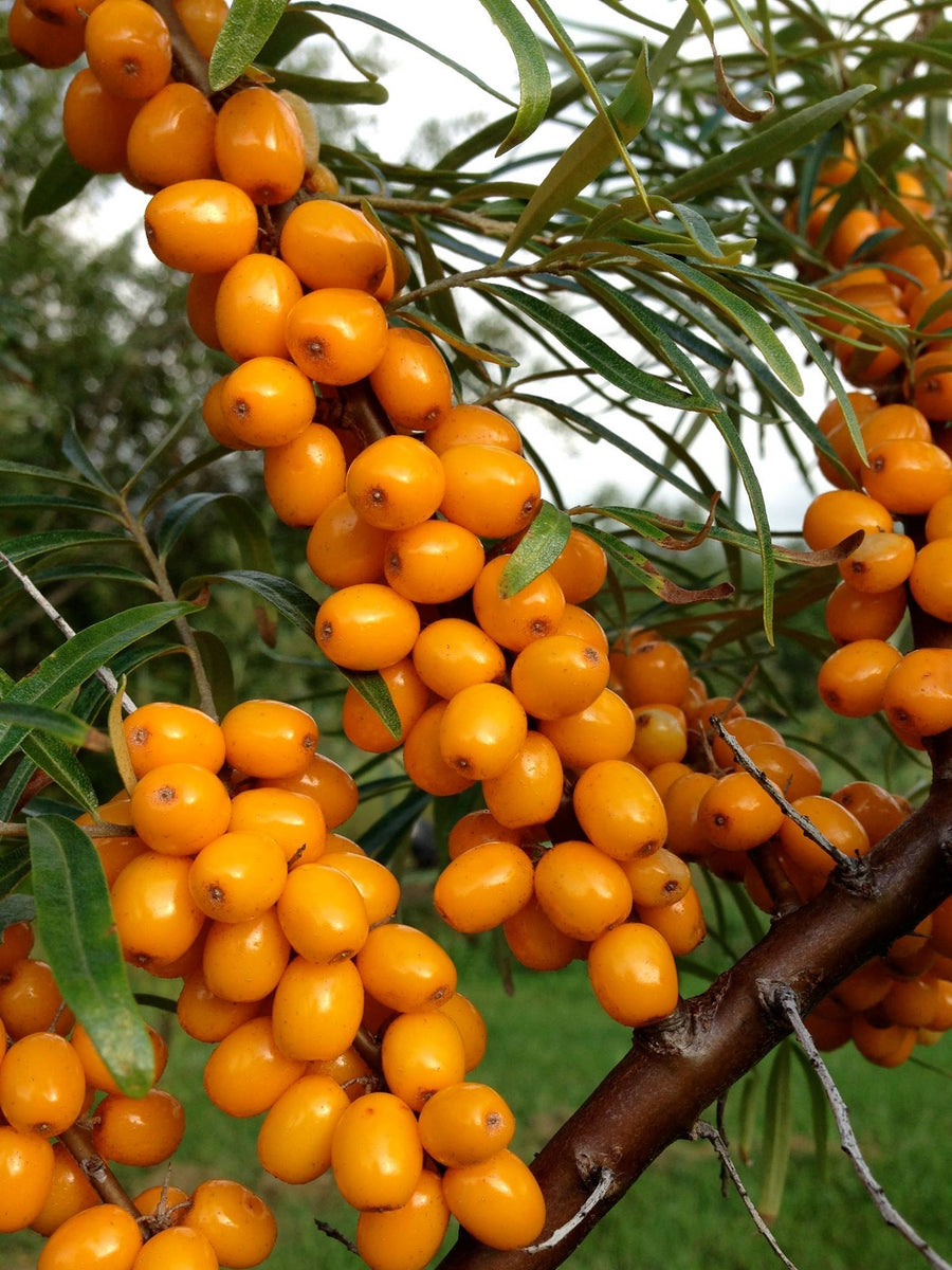 EVA sea buckthorn – Nutcracker Nursery & Tree Farm