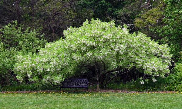 Fringetree Chionanthus virginicus