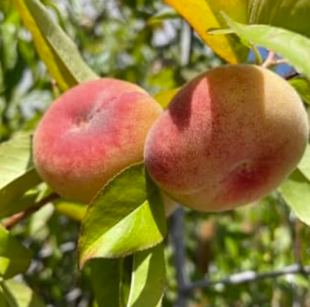 GALAXY peach tree DWARF