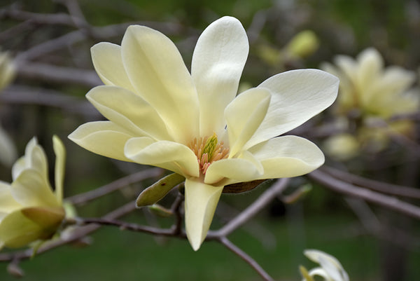 GOLDSTAR magnolia