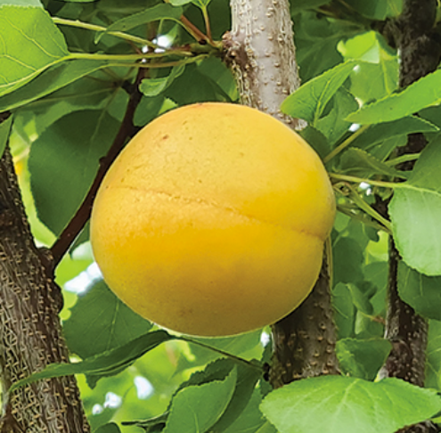 HOYT MONTROSE apricot tree SEMI-DWARF (St Julien A)
