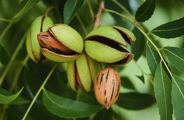 Hirschi Pecan seedlings