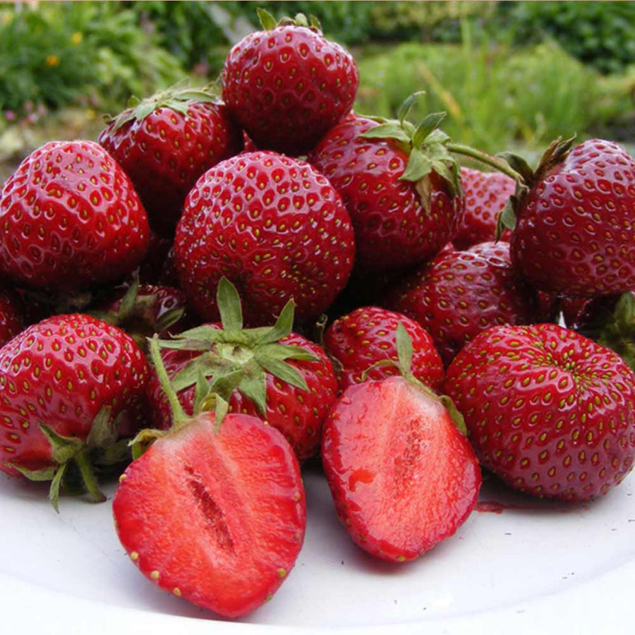 Strawberry plants