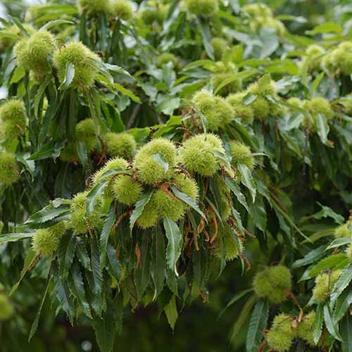 Hybrid chestnut 'Amy Michigan'